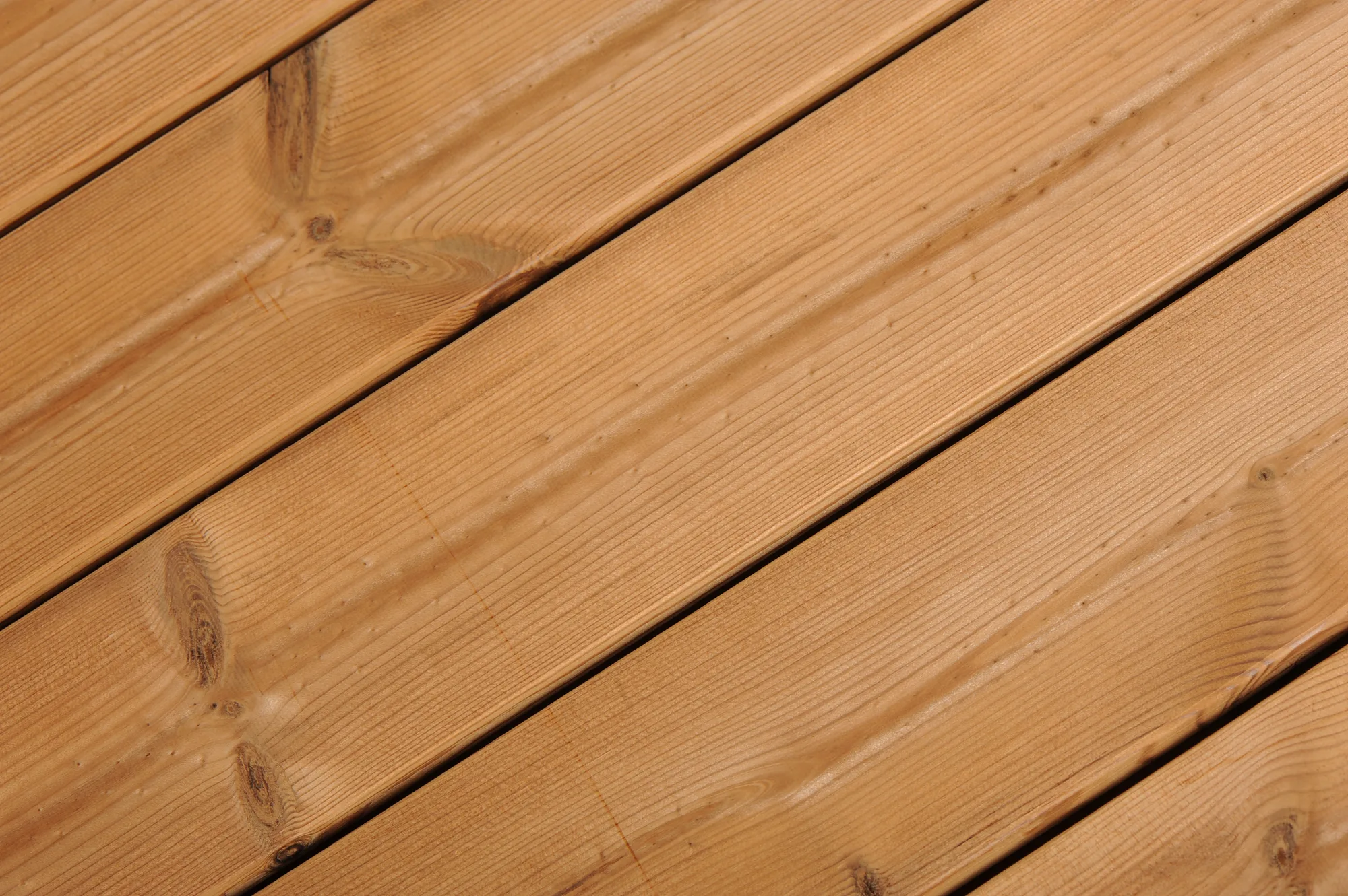 Details About Pine Tree